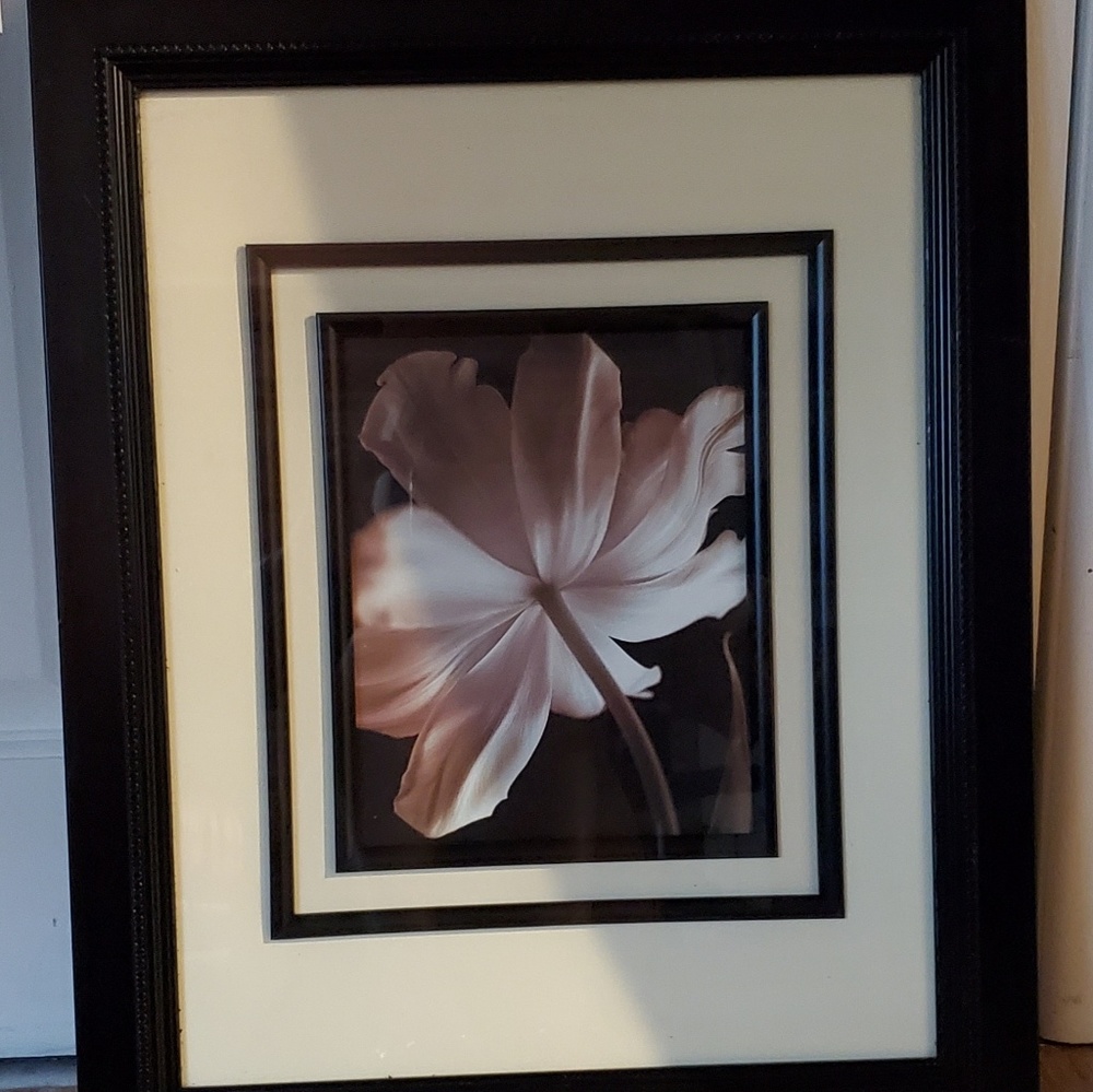 Calla Lilly picture